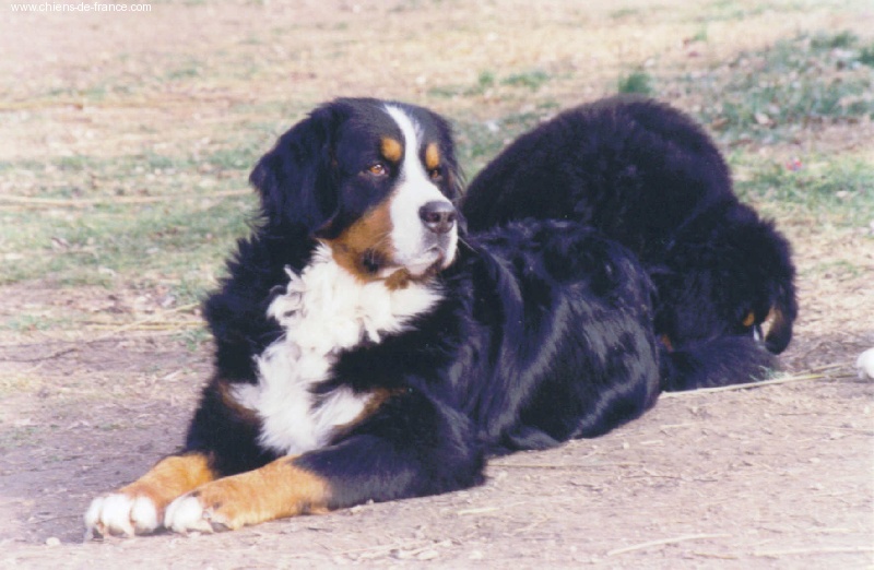 Saïan du Haras de la Vergne