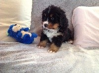 OURSON (pti lou  Junior) devient OUDOM